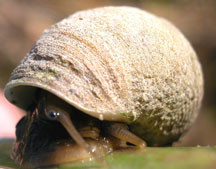 snail