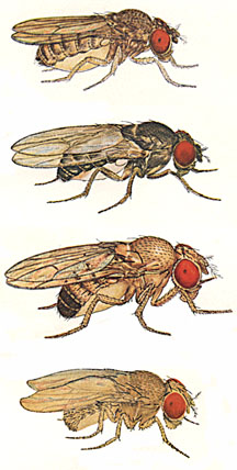 Fruit Flies