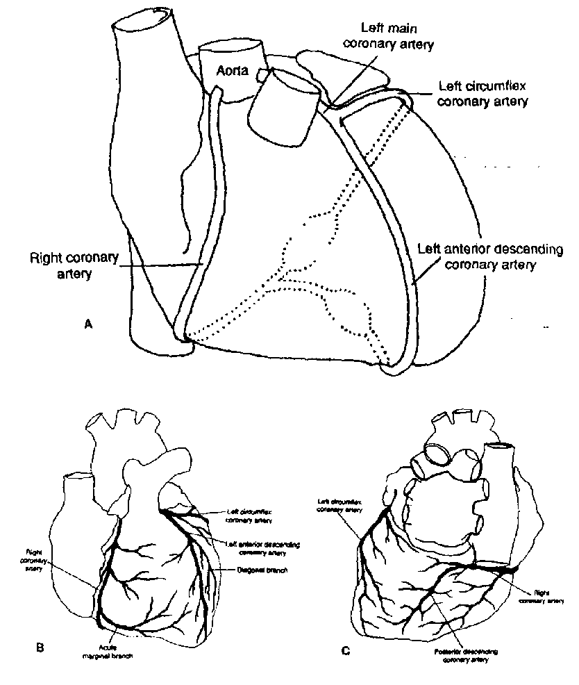 heart artery diagram