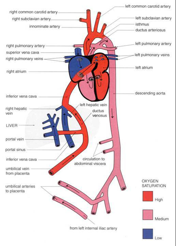 Fetal Circulation
