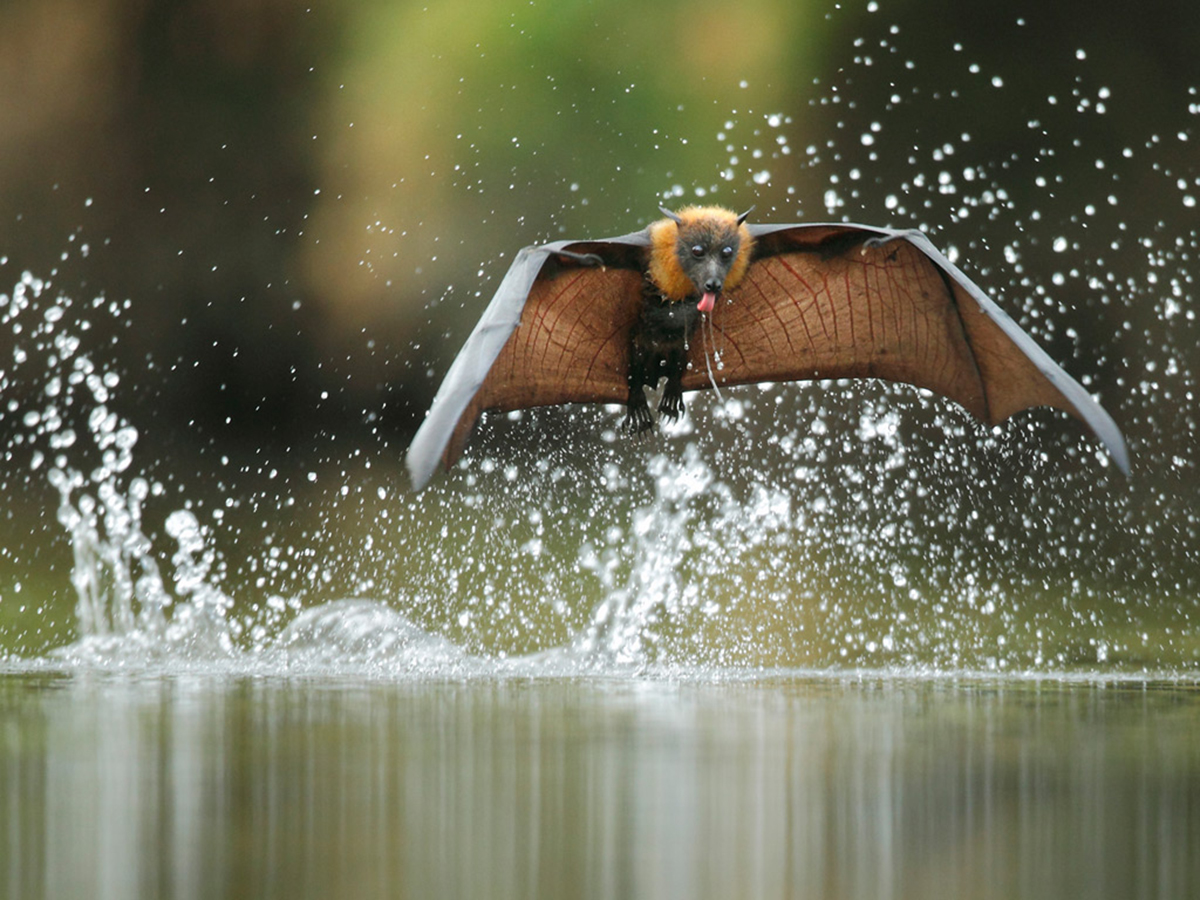 aeromechanics and evolutionary morphology department of ecology flying fox size comparison