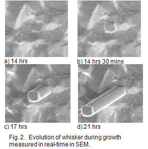 whiskergrowth