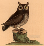 Catesby owl