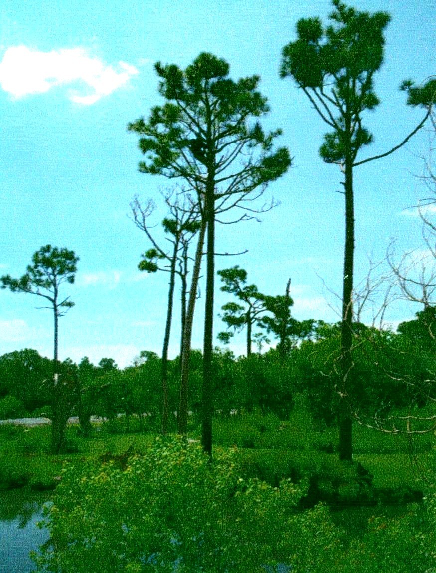 Chimp in tree on island