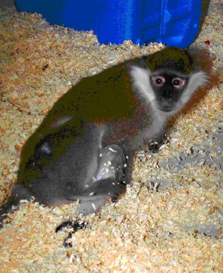 Figure 1 African Green Monkey with an unusual position of the hind legs due