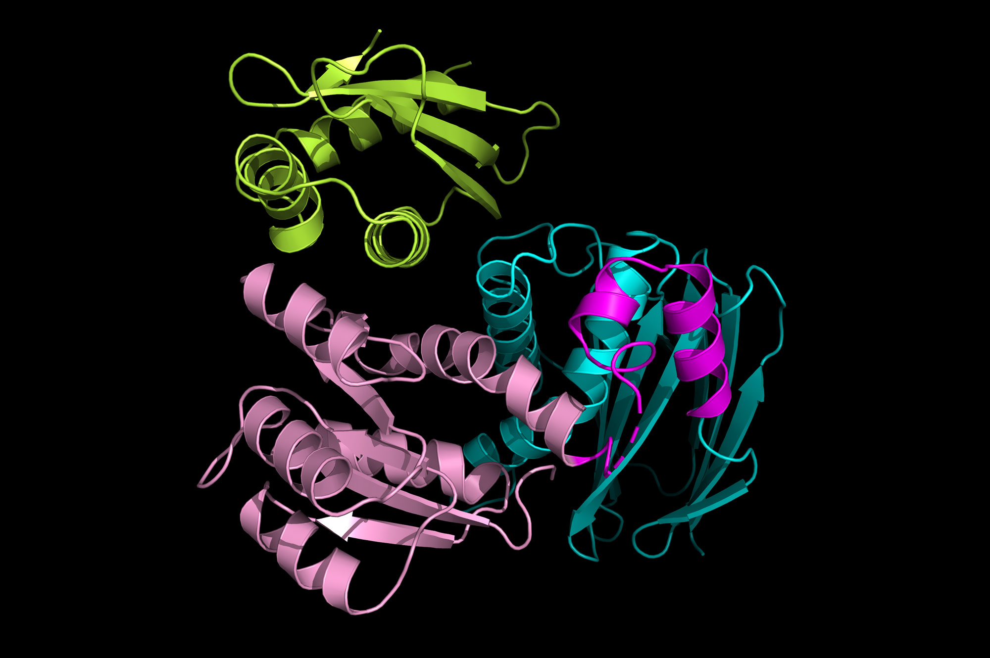 A false-color structure of two proteins involved in delivering a bacterial stress-response master regulator to the cell’s recycling machinery.