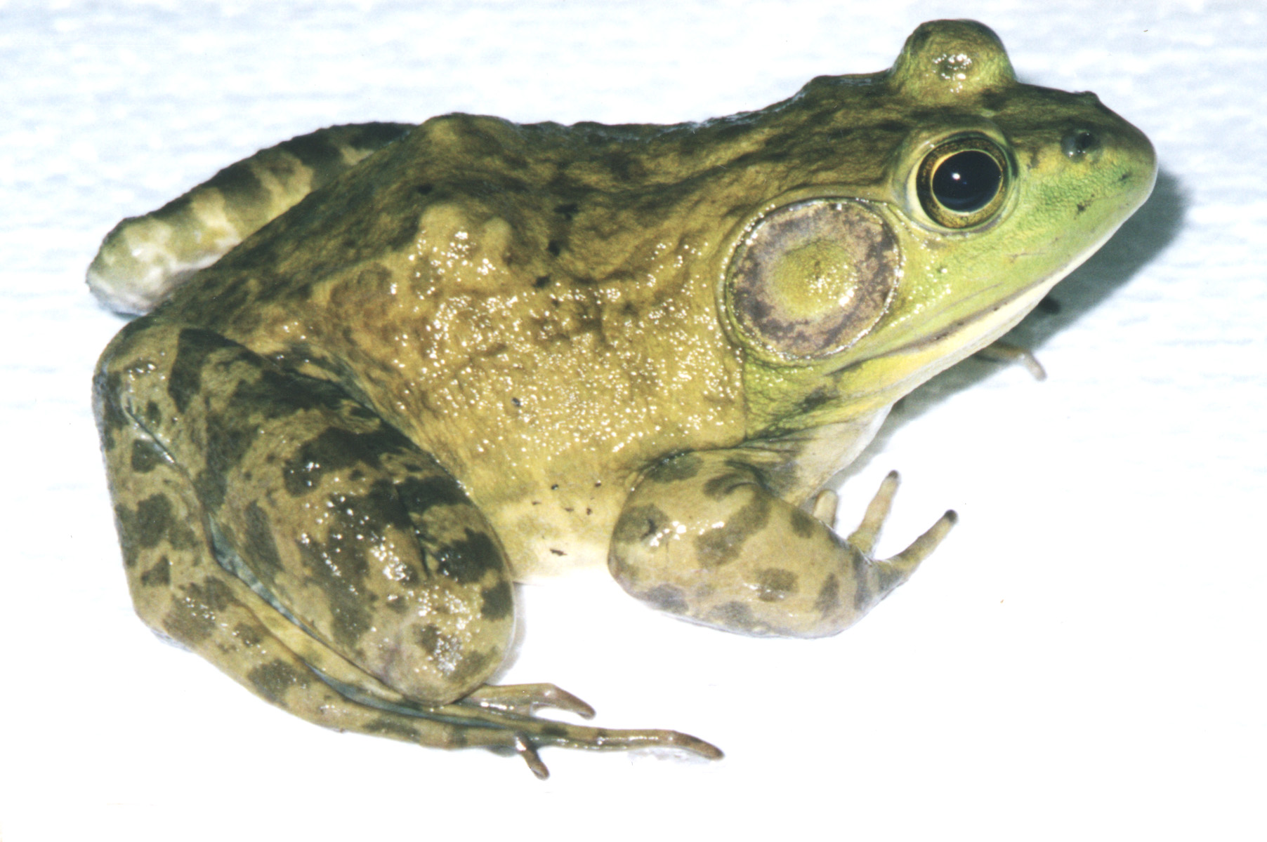 00-046 (Bullfrogs)