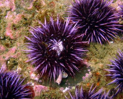 Sea Urchin