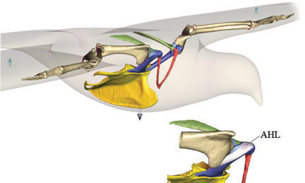 bird birds shoulder flight fly why ligament wing 2006 evolution drawing edu