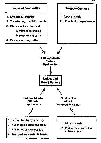 Normal Circulation and Congestive Heart Failure