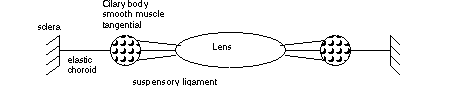 intraocular muscles