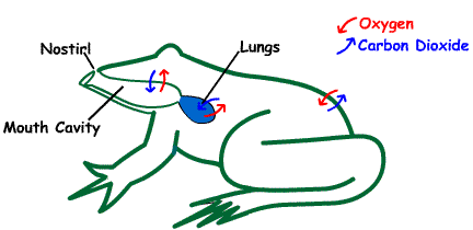 Gas Exchange Chart