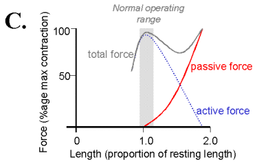 https://www.brown.edu/Departments/Engineering/Courses/En123/MuscleExp/ImgSource/length-tension1.gif