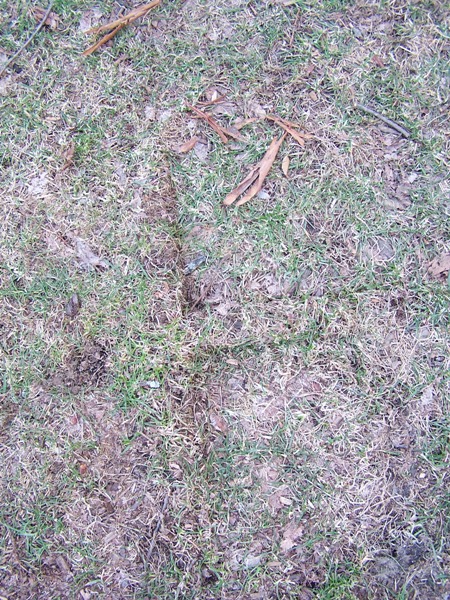 Uploaded Image