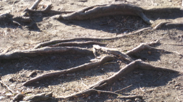 Uploaded Image