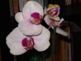 Uploaded Image