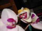 Uploaded Image