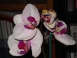 Uploaded Image