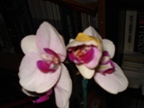 Uploaded Image