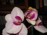 Uploaded Image