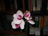 Uploaded Image