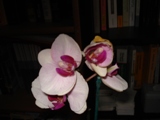 Uploaded Image