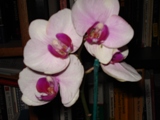 Uploaded Image