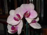 Uploaded Image