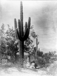 O'odham near 
Saguaro