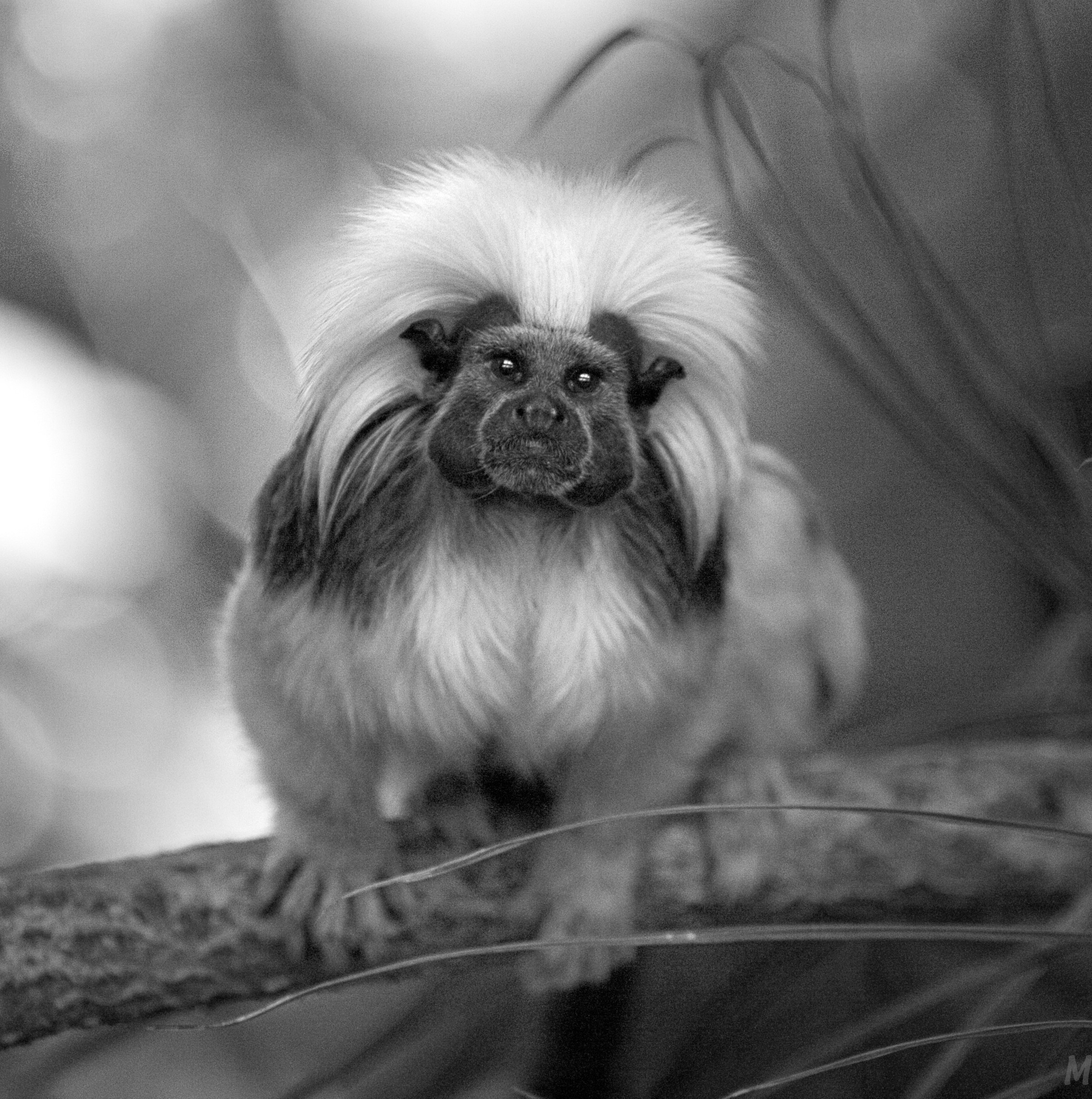 RWP ZOO WELCOMES A NEW GOLDEN LION TAMARIN BABY