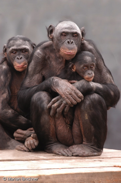 Animal Professionals Hand-Raising Tiny Goeldi's Monkey - The