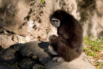 Monkey dies after surgery while giving birth at Tucson zoo