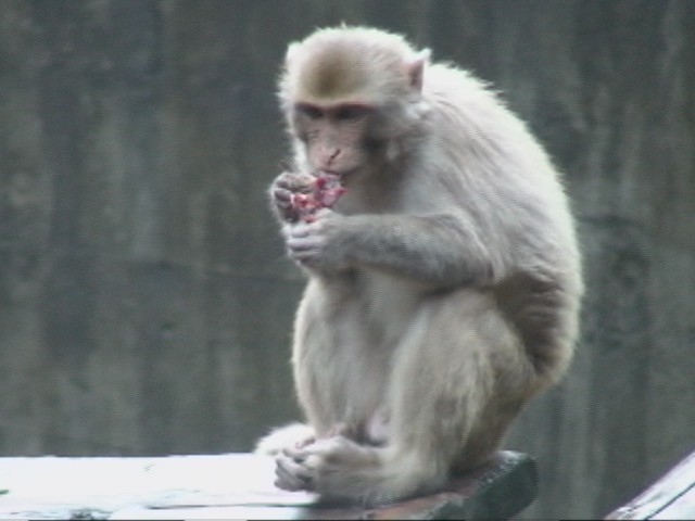 UK's Paignton Zoo bans monkeys from eating bananas for health