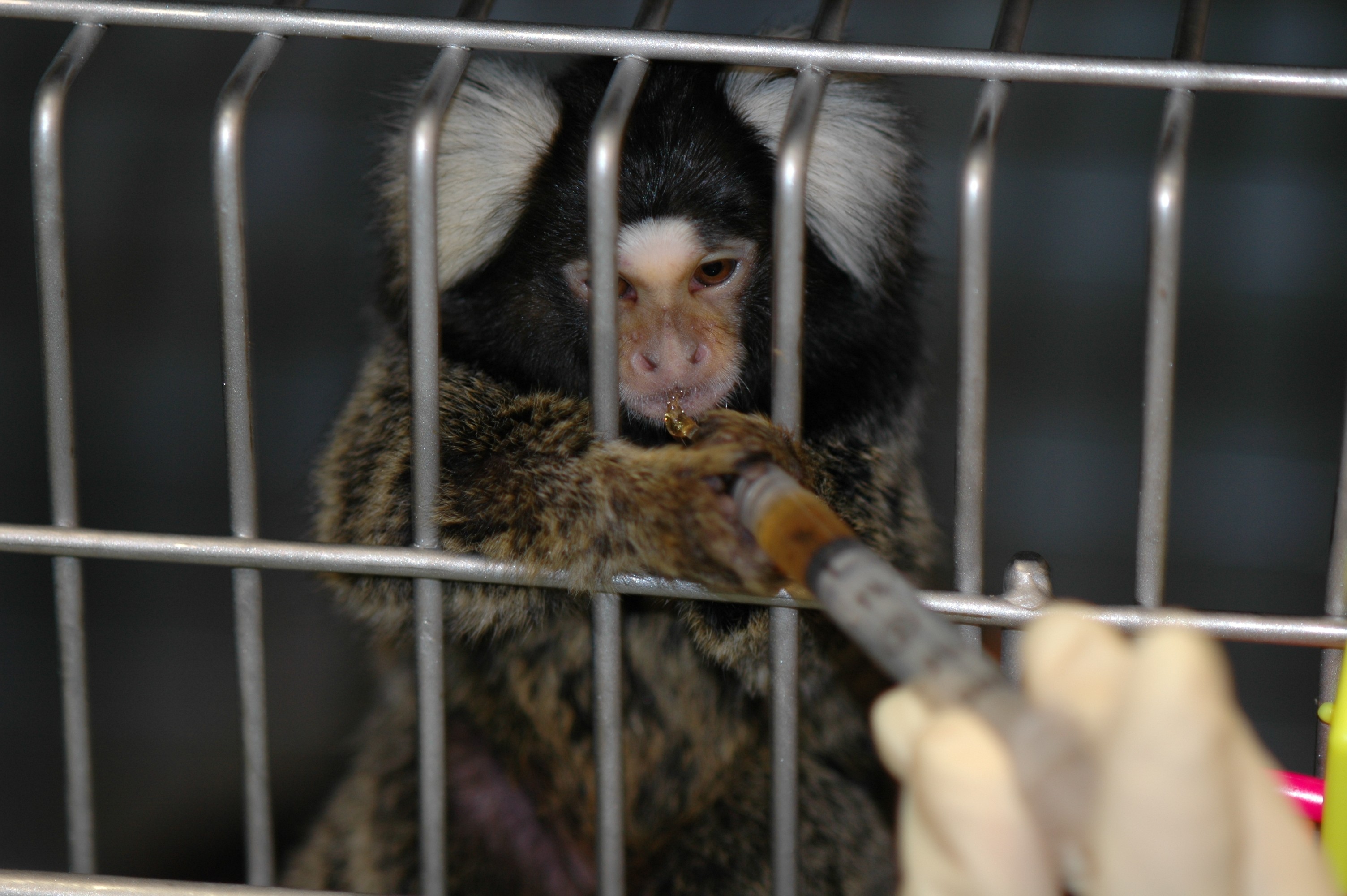 It's Taken 30 Humans To Raise This Motherless Monkey At The Zoo
