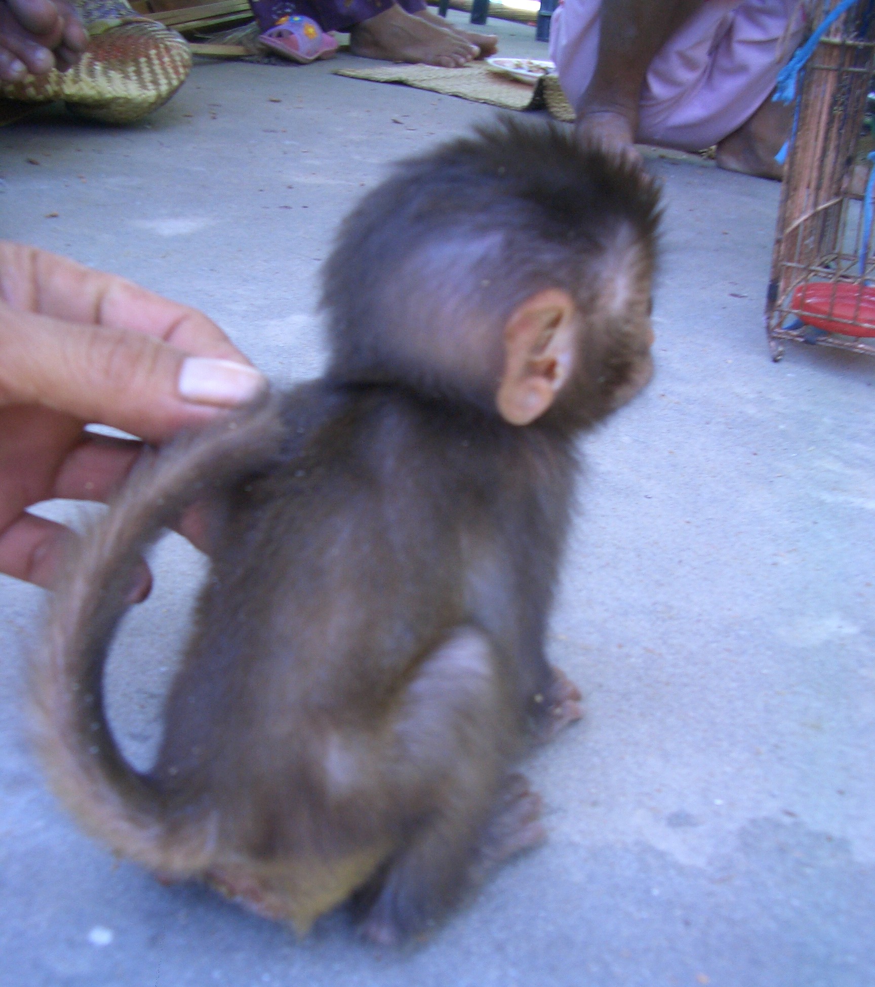 Baby pet rhesus