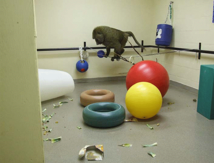 enrichment room