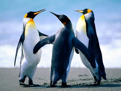 Penguins gathering