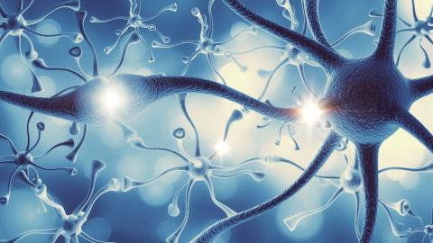 Researchers discover brain pathway that helps to explain light's
