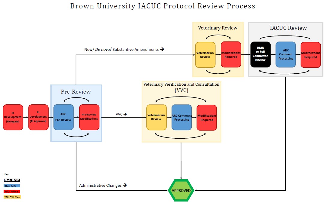 Brown IACUC process.jpg