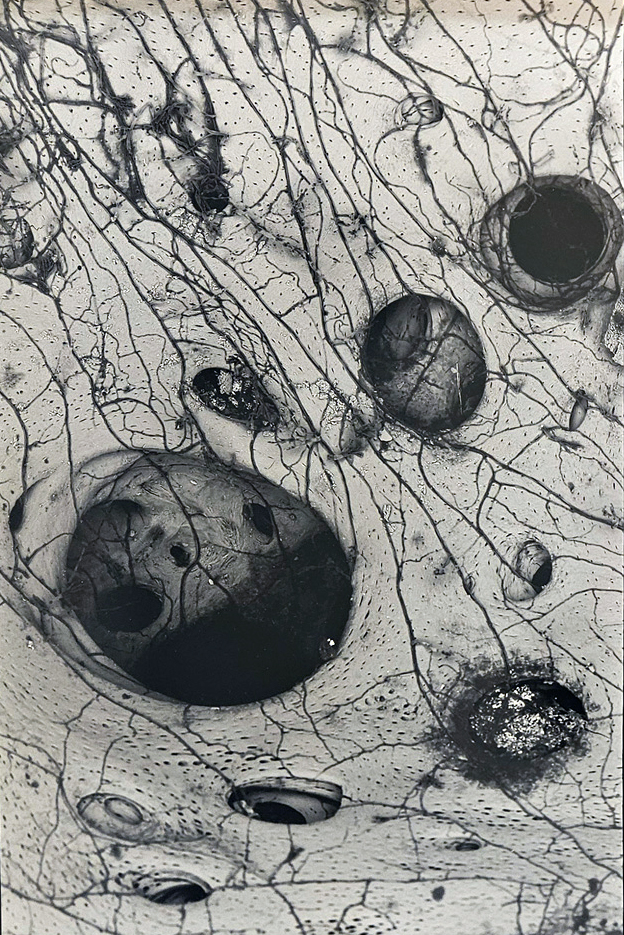 microscopic photo of fungi growing on fishbone
