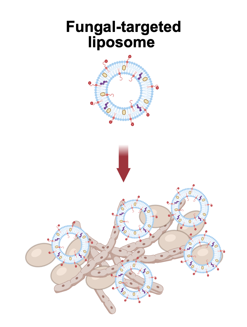 A rendering of a decorated liposome attaching to candida fungi