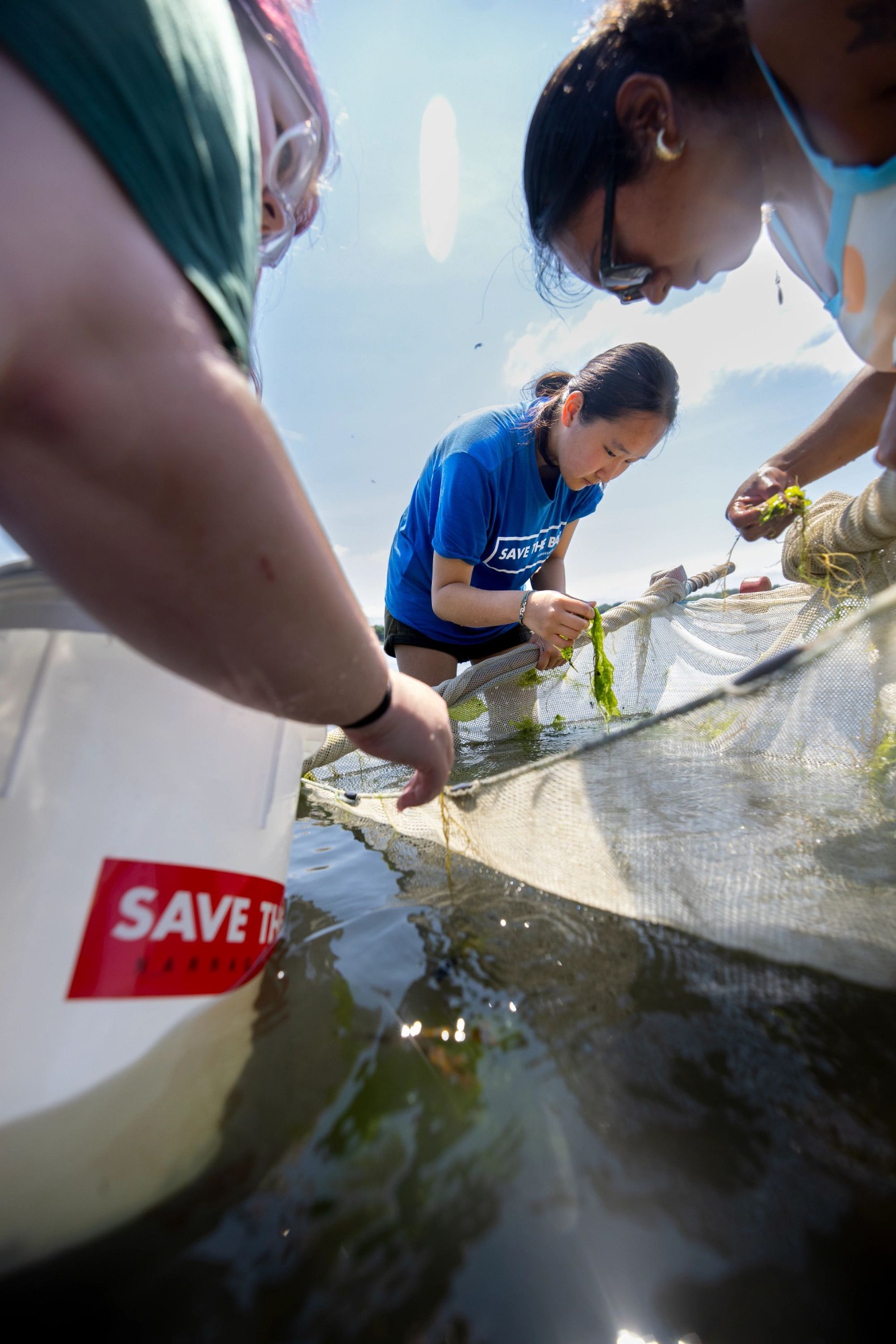 people collecting animals from the water with a net