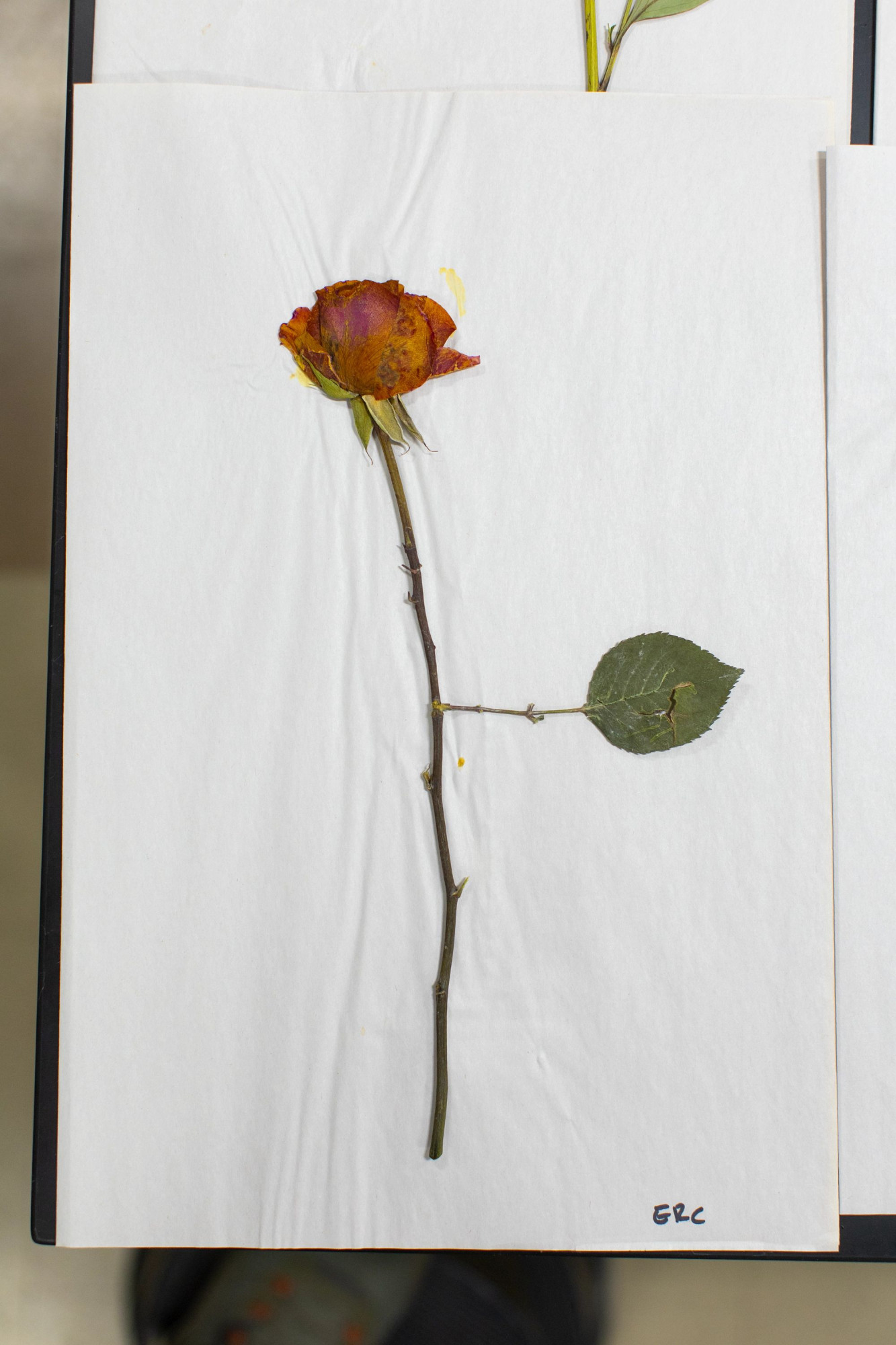 Pressed rose from the ERC memorial