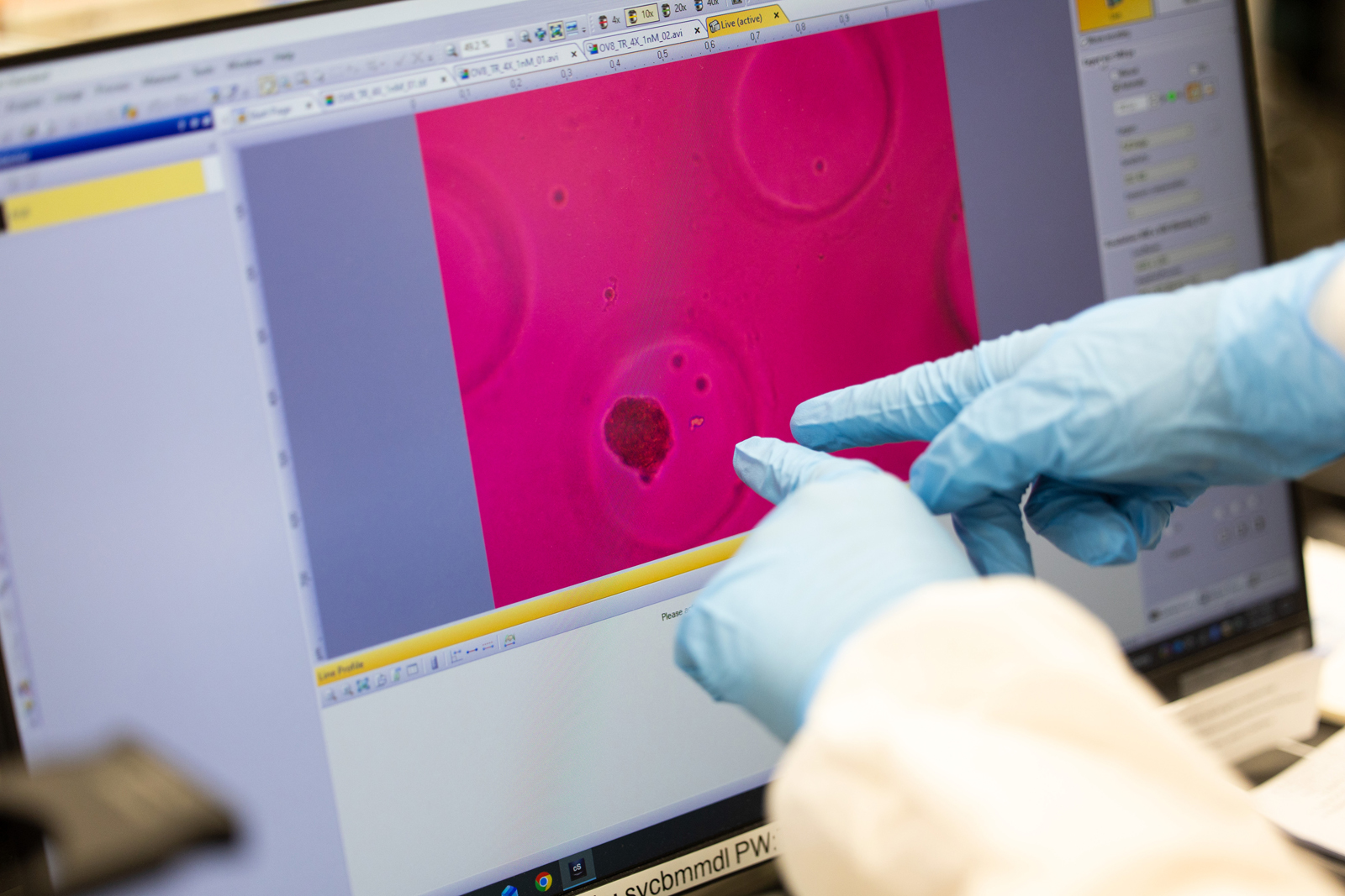 Pre-College students examine the successful result of a fibroblast cell culture. 
