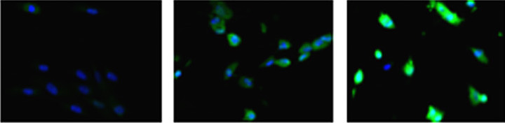 Human lung fibroblast cells