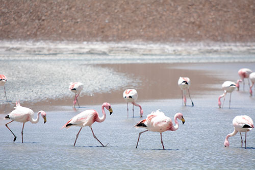 Flamingoes trot about high in the Andes