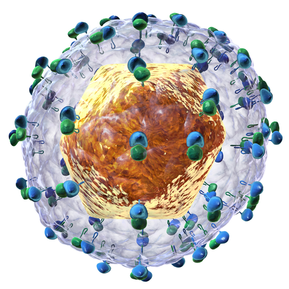 Illustration of Hepatitis C virus