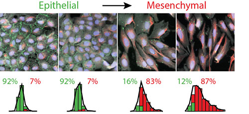 slides of cells.