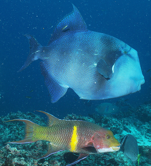 Triggerfish and hogfish