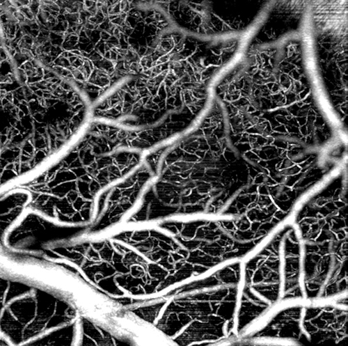 Neural tissue vasculature